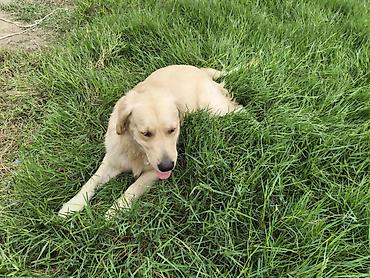 labrador it: Retriever — 4