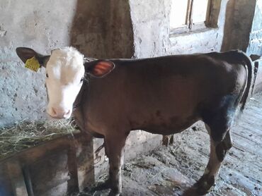 simmental cinsi: Dana, buzov