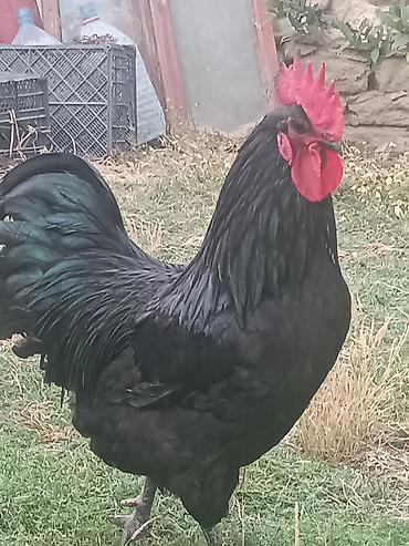 Xoruz, il: 1, Ünvandan götürmə