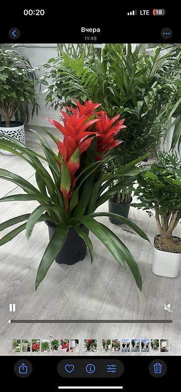 Гузмания (Guzmania) в горшке - Яркое бромелиевое растение с крупными