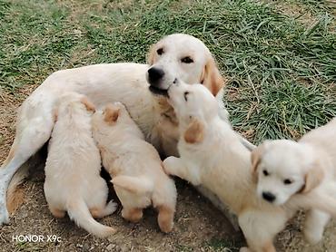 heyvanlar və balaları: Retriever, Peyvəndli — 1