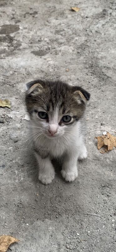 бархатные котята: Котята для дома и семьи. Представлены в разных окрасах: полосатый