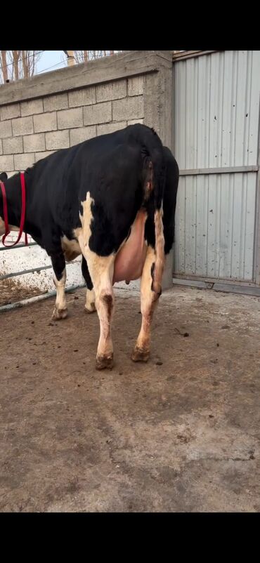 Inəklər, öküzlər: Südlük inək və buzov dəsti - Cins: Holşteyn tipli, xallı (qara‑ağ) — 14