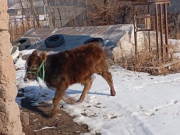 Коровы, быки: Продаю | Тёлка | Для разведения | Привязанные — 9