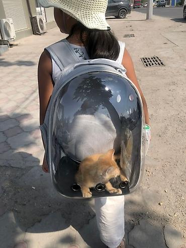 Зоотовары: Прозрачный рюкзак-переноска для питомцев - Форм-фактор: рюкзак с — 8