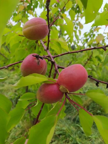 Tinglər: Hər növ meyvə aqcların satşı hər bir sort var çadrlma pulsuzdur meyvə — 25