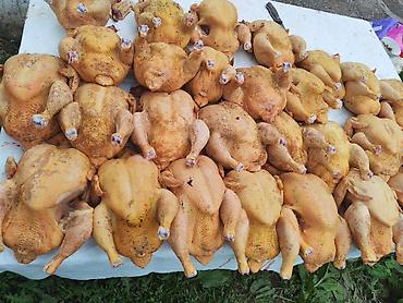 тушки кур: Домашние куры-бройлеры, потрошёные, подготовленные к приготовлению. - — 4