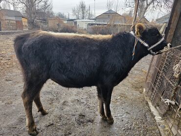 Коровы, быки: Продаю | Музоо, торпок | На откорм | Привязанные — 10