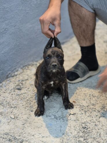 it şekli: Pitbul, 2 ay, Erkek, Peyvəndli, Ünvandan götürmə, Pulsuz çatdırılma