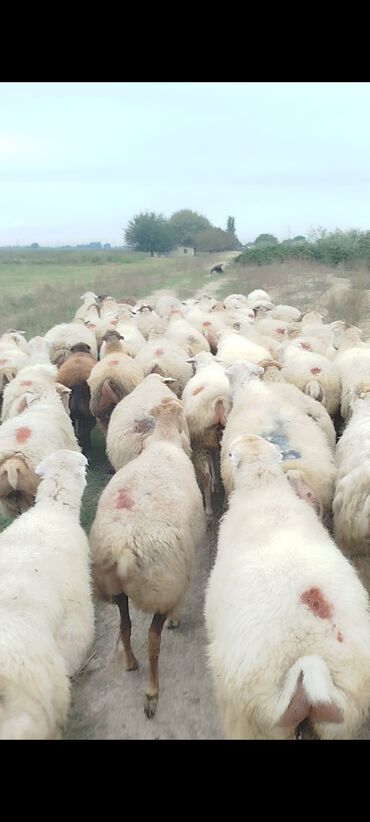 Qoyunlar, qoçlar: Dişi, il: 1, 50 kq, Damazlıq, Ünvandan götürmə — 14