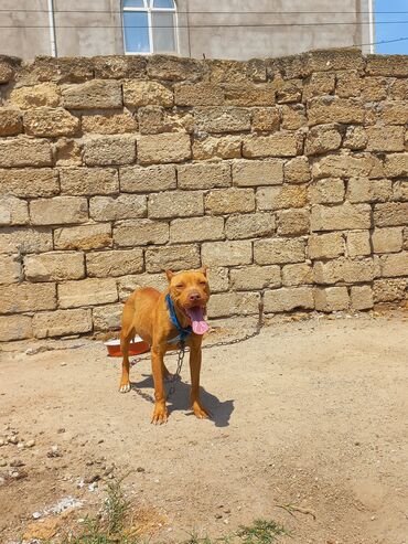İtlər: Pitbul, 2 il, Dişi, Ünvandan götürmə