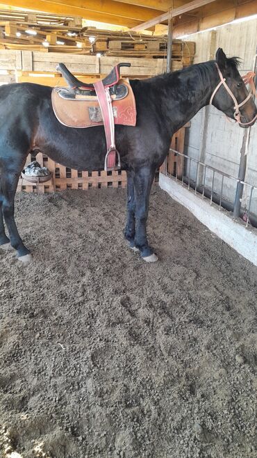 сколько стоит порода собаки доберман: Продаю | Конь (самец) | Рабочий