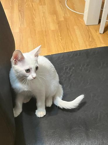 Ağ tüklü balaca pişik - Rəng: tam ağ tüklər, yumşaq və ipək kimi lalafo.az -da Ağ tüklü balaca pişik - Rəng: tam ağ tüklər, yumşaq və ipək kimi