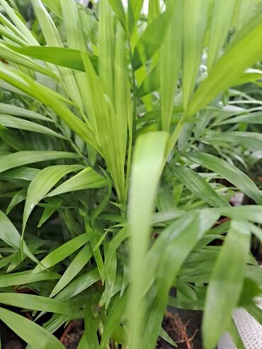 Vaze i saksije: Yucca, Drvo Zivota, 70 centimetara sa prve slike je 1500, Spatifilum — 3
