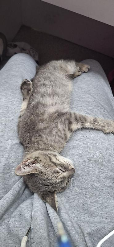 кошки свинкс: Кошка даром: Беспородная, 1 месяц, Девочка, Приучена к лотку — 7