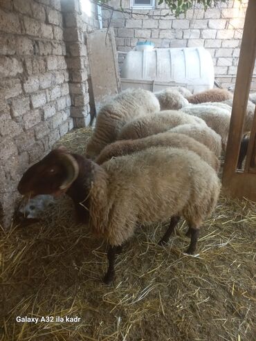 Qoyunlar, qoçlar: Qoç satılır .buynuzlu qoç 650 manata beyləqan 1000 manat sonudu.qoyun -da lalafo.az — 6 Qoyunlar, qoçlar: Qoç satılır .buynuzlu qoç 650 manata beyləqan 1000 manat sonudu.qoyun — 6