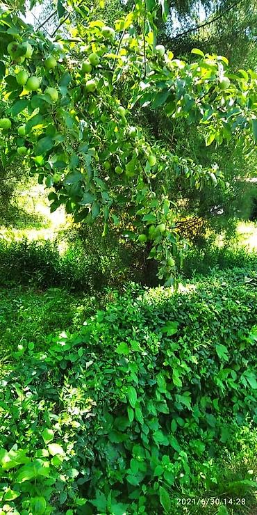 бишкек комната: 5 бөлмө, 100 м², 13 соток, Заречное, Менчик ээси — 10