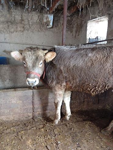 Коровы, быки: Продаю | Бык (самец) | Полукровка | На откорм | Привязанные — 3