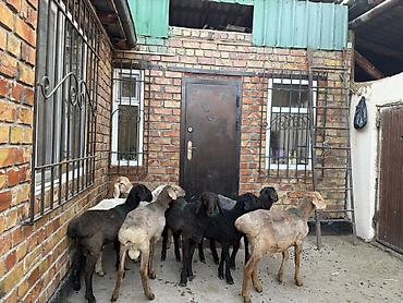 баран самка: Продаю | Овца (самка) | Для разведения — 2