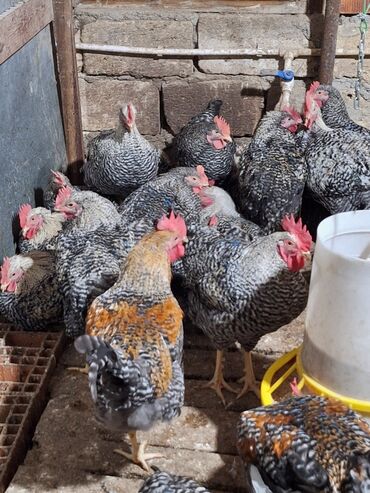 Xoruzlar: Xoruz, il: <1, Ünvandan götürmə — 3