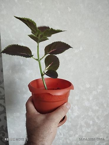 ciledagi bitkisi: Otaq bitkisi – Kolеus (Coleus) fidanı, plastik dibçəkdə — 2