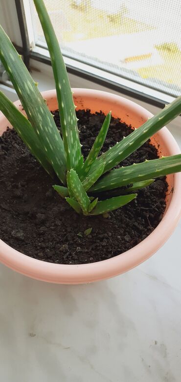 Уличные растения: Esil aloe vera bitkisi, Xarcden gelib Bu bitki minimal qulluq tələb