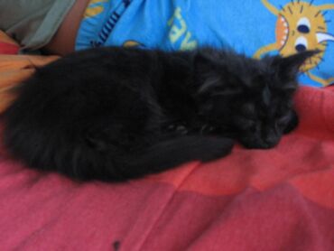 отдам машину в хорошие руки бесплатно: Котята, 3 месяца, здоровые, обработанные против глистов и блох