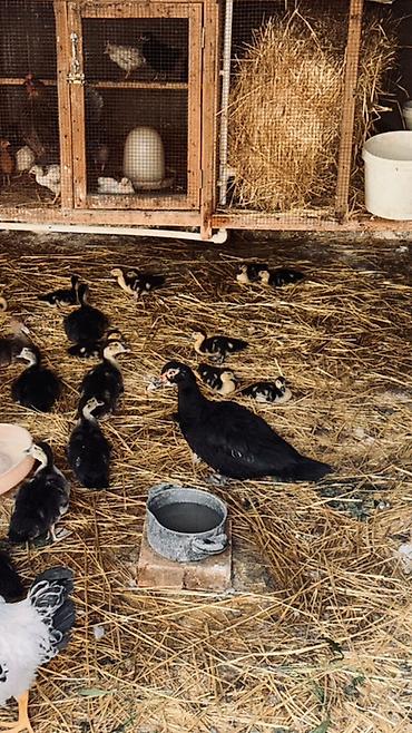 lal ordek balasi: Muscovy ördək balaları (barbariska) – təsərrüfatda böyüdülmüş, aktiv — 7