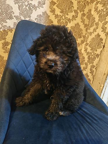 pitbull az: Pudel, 3 ay, Erkək, Ödənişli çatdırılma — 6
