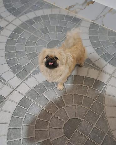 İtlər: Pekines, 1 il -da lalafo.az — 10 İtlər: Pekines, 1 il — 10