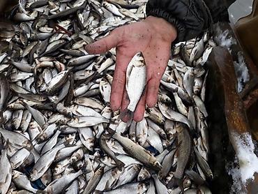 кукуруза на попкорн: Малек сигалетка толстолобика амур карпа есть доставка машинами — 2