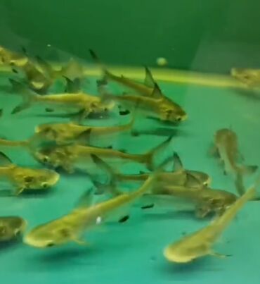 купить собаку болонку: Akula