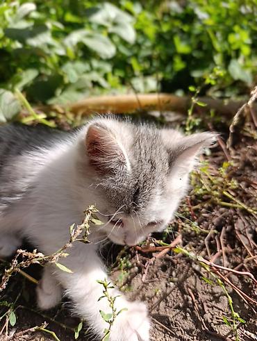 Отдам даром кошку: ❤️Отдам в добрые руки милых и ласковых котят. Окрас черно-белый и — 12
