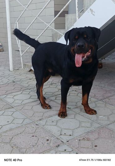 İtlər: Rotveyler, 1 il, Erkek