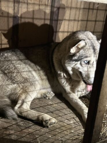 İtlər: Xaski, 1 ay, Erkek, Peyvəndli, Ödənişli çatdırılma — 7