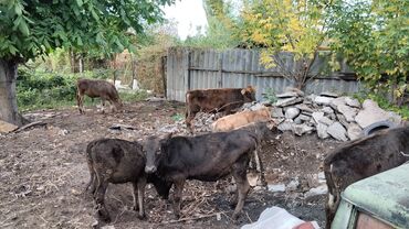 беде прес сатылат: Сатам | Уй (ургаачы) | Көбөйтүү үчүн | Асыл тукумдуу, Музоологондон кийин, Жасалма уруктандырылган