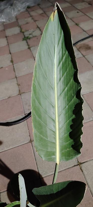 qaşqaldağ quşu: Strelitzia 
Cənnət quşu — 2