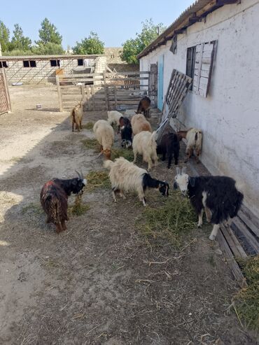 qoyun balasi: Erkək, il: 10, 12 kq, Damazlıq, Ünvandan götürmə