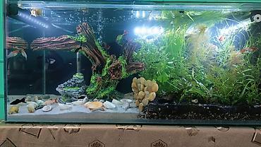 Akvariumlar: Salam istənilən ölçüdə akvarium və terariumlar yığıram nömrədə vhatsap — 1