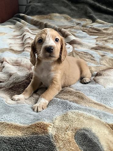 Продажа собак: Щенки русский охотничий спаниель - Порода: Русский охотничий — 5