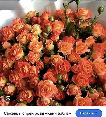 Роза: Саженцы — 26