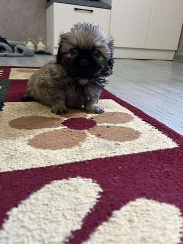 İtlər: Pekines — 9