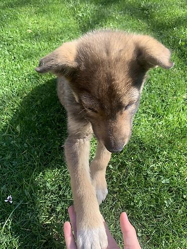 Продажа собак: Лайка, 2 месяца, Самец — 16