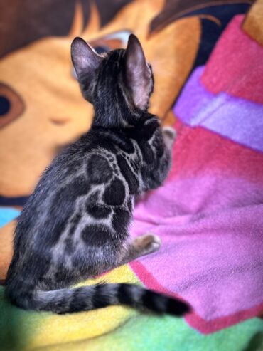 Продажа кошек: Бенгальская, 3 месяца, Девочка, Шоколадный, С документами, Приучена к лотку, Проглистована — 6