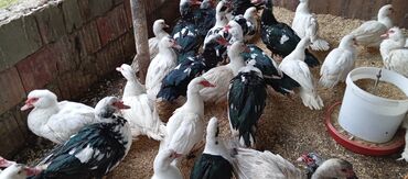 Ördəklər: Təcili satılır.Real alıcılar əlaqə saxlaya bilər — 9