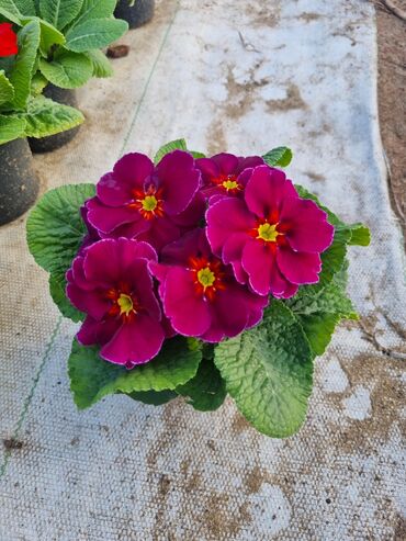 Otaq bitkiləri: 1Gullerin satişi unvanniza odenişli çatrlmada var karistan karpiz — 7