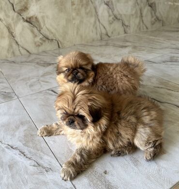 İtlər: Pekines, 2 ay, Ödənişli çatdırılma — 8