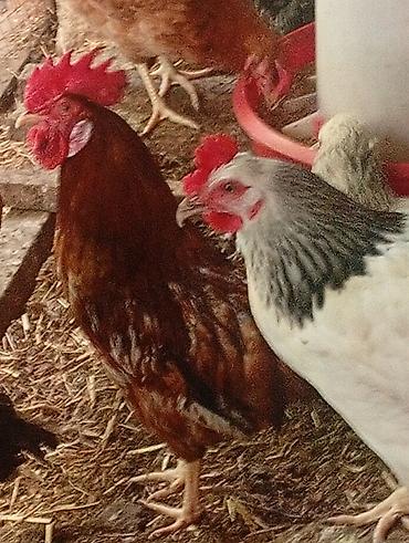 Digər quşlar: Salam özümun inqubatordan cixardiglarimda var aldığında içində — 8