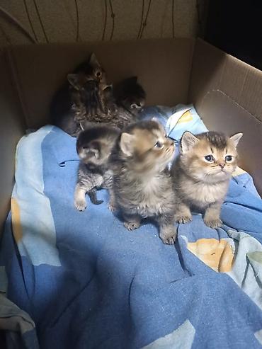 Pişiklər: Yaxşı əllərə — 7