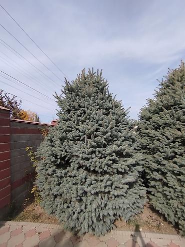 Ель голубая (Picea pungens, голубая ель, «Blue Spruce») для